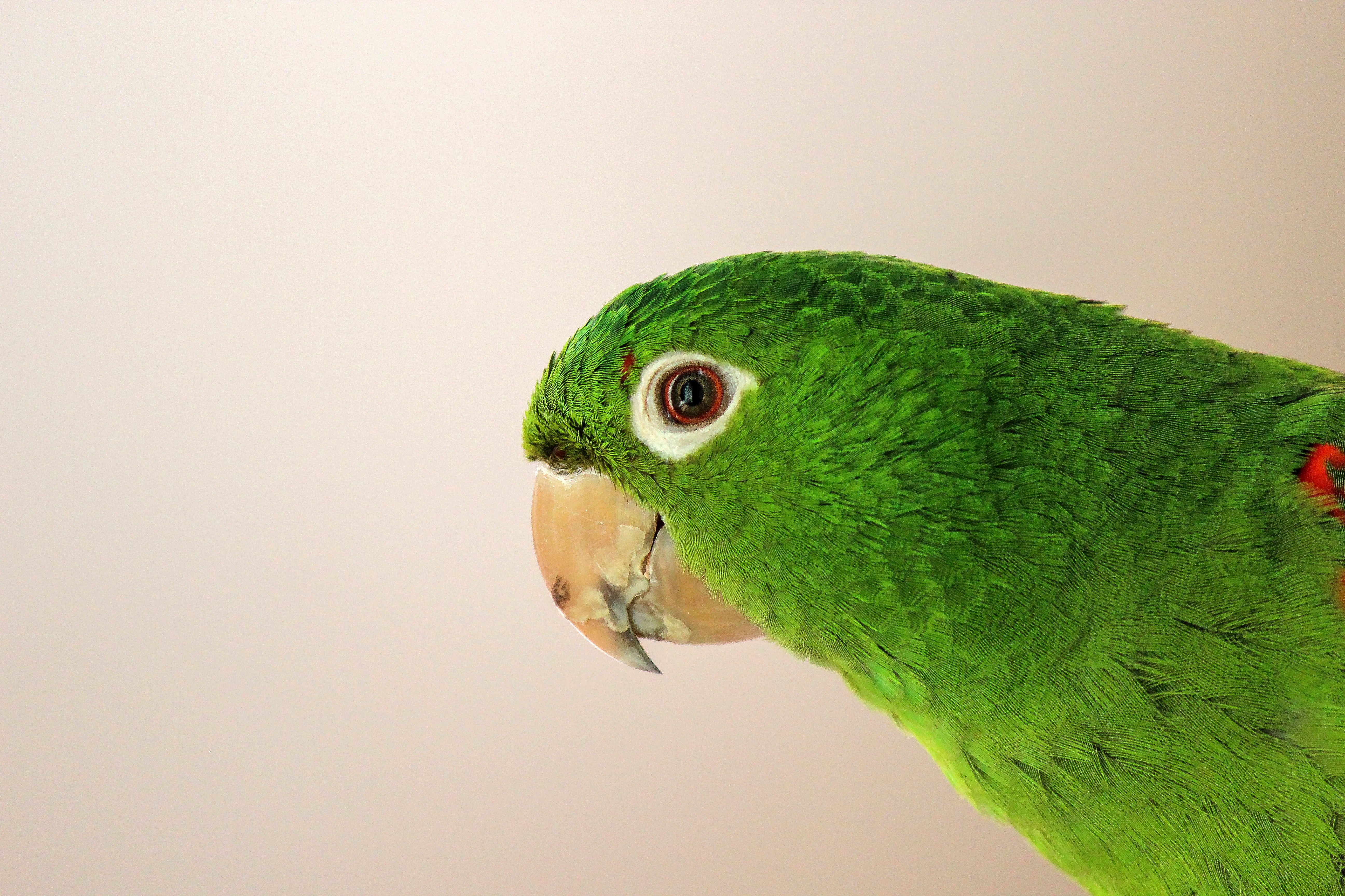 Попугай открывает рот. Попугай зеленый волнистик. Зеленый попугай порода. Попугай на зеленом фоне. Обои с попугаями.